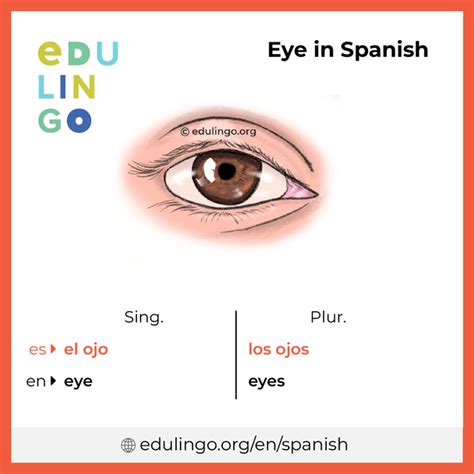 eyes traduccion|Eyes in Spanish .